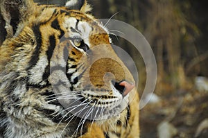 Close up tiger face profile