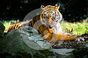 A close up of a tiger laying down with the gaze fixed in your eyes