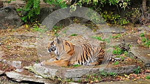 close up tiger lies on the rock resting and lookin on visitors in zoo