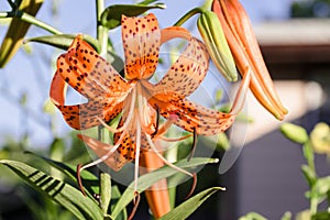 A close up of a Tiger Lily bloom at sunrise