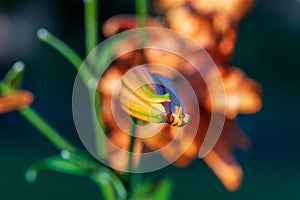 Close up of a Tiger Lily about to bloom at sunset