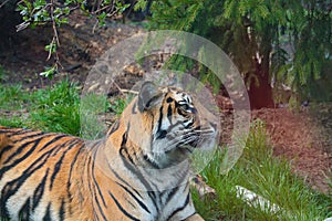 Close-up of a tiger lying on the ground