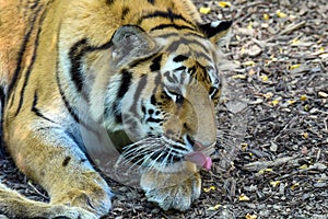 Close up of a tiger . Tiger Panthera tigris altaica