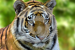 Close up of a tiger . Tiger Panthera tigris altaica