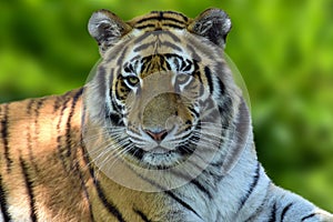 Close up of a tiger . Tiger Panthera tigris altaica