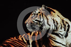 Close up on tiger Panthera tigris sumatrae on black background