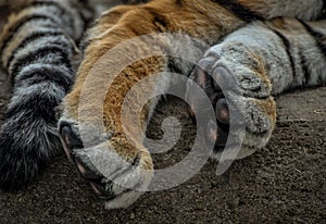 Close up of tiger paws and tail