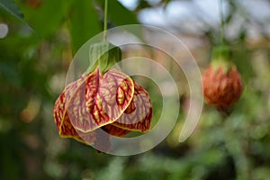 Close up of Tiger's Eye Flowering Maple