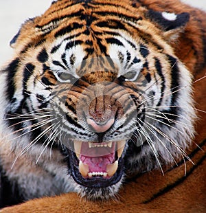 Vista de cerca de tigres desnudo dientes 