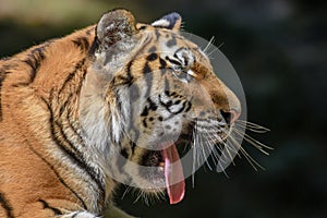 Close up of a tiger s face with bare teeth Tiger Panthera tigris altaica