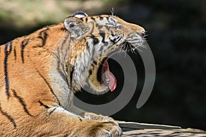 Close up of a tiger s face with bare teeth Tiger Panthera tigris altaica