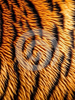 Close up of a tiger\'s fur