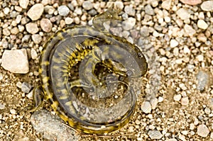 Close up Tiger Salamander