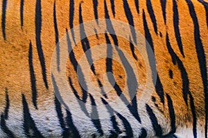 Close up tiger skin background