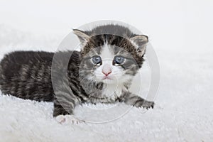 Close up of tiger striped newborn small tabby kitten