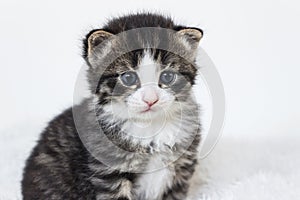 Close up of tiger striped newborn small tabby kitten