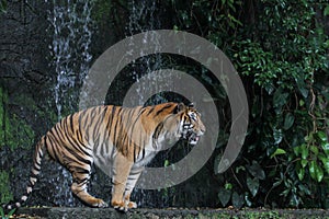 Close up tiger walk in front of the waterfall at thailand