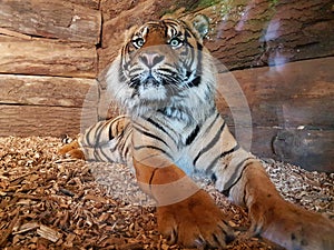 Close up of a tigers face