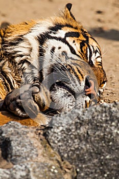 Close-up of a Tigers face.