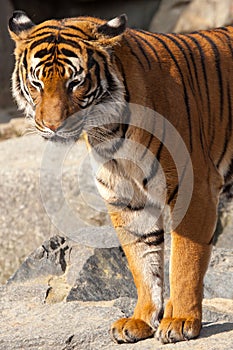 Close-up of a Tigers face.