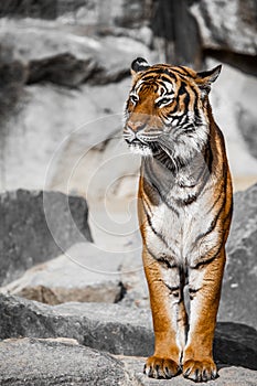 Close-up of a Tigers face.