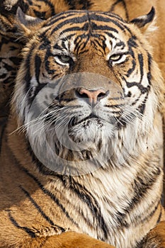 Close-up of a Tigers face.