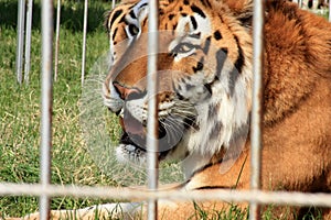 Close-up of a tigers face peering through a metal fence at a grassy area outside its zoo enclosure, capturing the wild beauty and