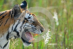 Close-up of a tigress calling her cubs at Kanha National Park, India