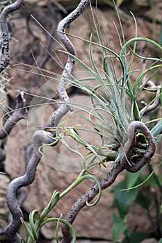 Close Up of a Tillandsia Air Plant Attaced to a Twisted Tree Branch