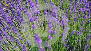 Close up tilt shot of lavender flowers. Lavender field on the background in soft focus. Lavandula flowers swaying in the