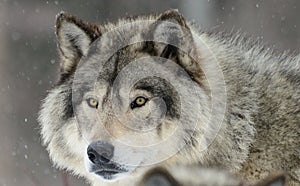 Close-up of a timberwolf looking at the camera in the snow