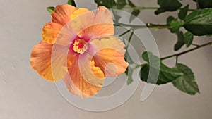Close up ,time lapse video of an orange hibiscus flower blooming