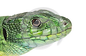 Close-up of Timon pater head specie of Wall lizard