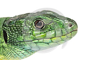 Close-up of Timon pater head specie of Wall lizard photo