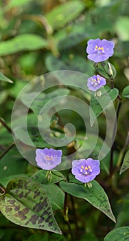 Close-up of a tinantia pringlei flower
