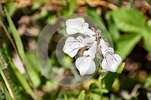 Close up of Tincture plant Collinsia tinctoria wildflowers blooming in Yosemite National Park, Sierra Nevada mountains,