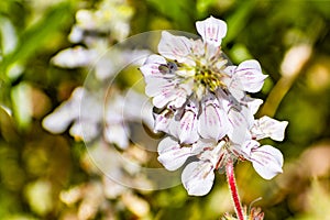 Close up of Tincture plant Collinsia tinctoria wildflowers blooming in Yosemite National Park, Sierra Nevada mountains,