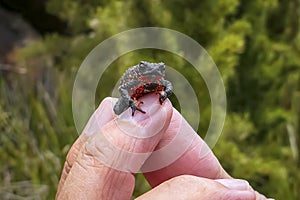 Close-up of a very rare Maldonada redbelly toad, Itatiaia, Braz photo
