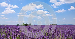 CLOSE UP: Tiny bees roam around the large fields of lavender near a small farm