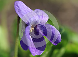 Close up Tiny Blue Viola Flower