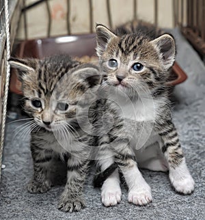 Tiny tabby kittens