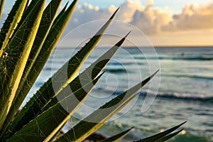 CLOSE UP: Tiny cobwebs are spread across leaves of a succulent facing the ocean