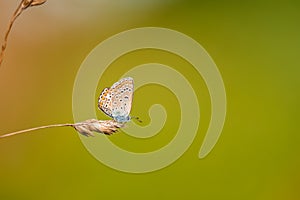 Close-up of a tiny cute  common blue butterfly Polyommatus icarus  perching on a grass. Beautiful blurred background, nice