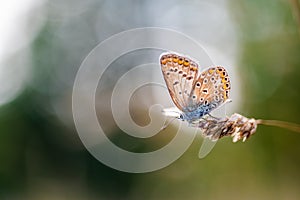 Close-up of a tiny cute  common blue butterfly Polyommatus icarus  perching on a grass. Beautiful blurred background, nice