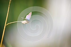 Close-up of a tiny cute  common blue butterfly Polyommatus icarus  perching on a grass. Beautiful blurred background, nice