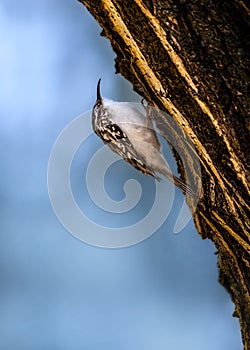 A treecreeper (Certhiidae )