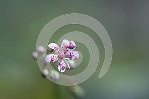 Close up of a tiny flower Saxifraga hirsuta