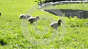 Close-up tiny fluffy ducklings on lush