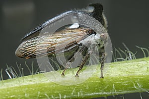 close up of the tiny leptocentrus taurus insect.