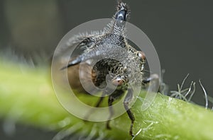 close up of the tiny leptocentrus taurus insect.